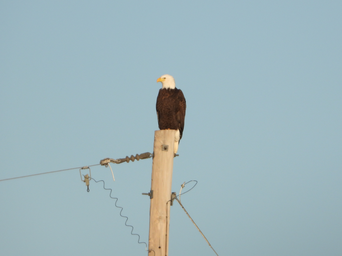 Bald Eagle