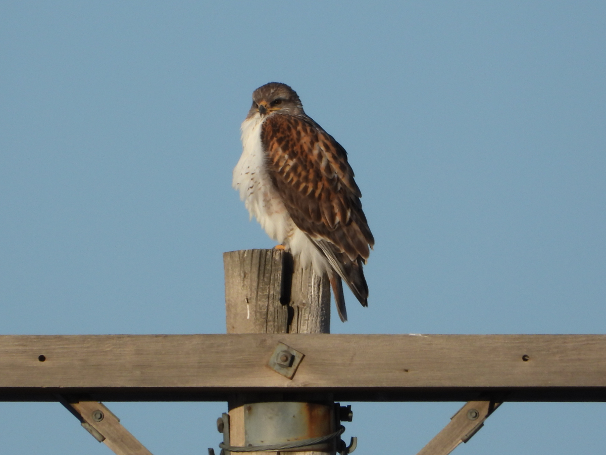 Ferruginous Hawk