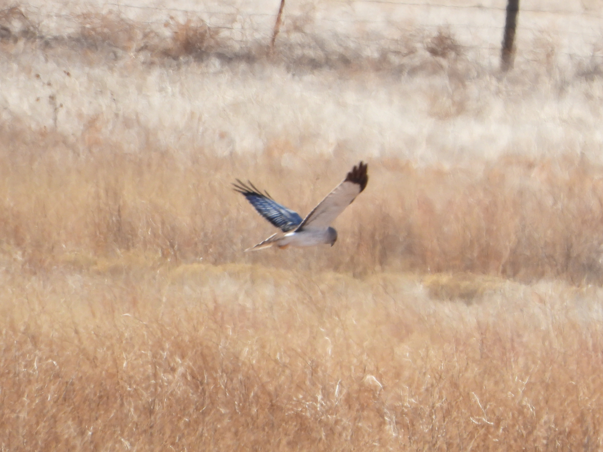 Northern Harrier