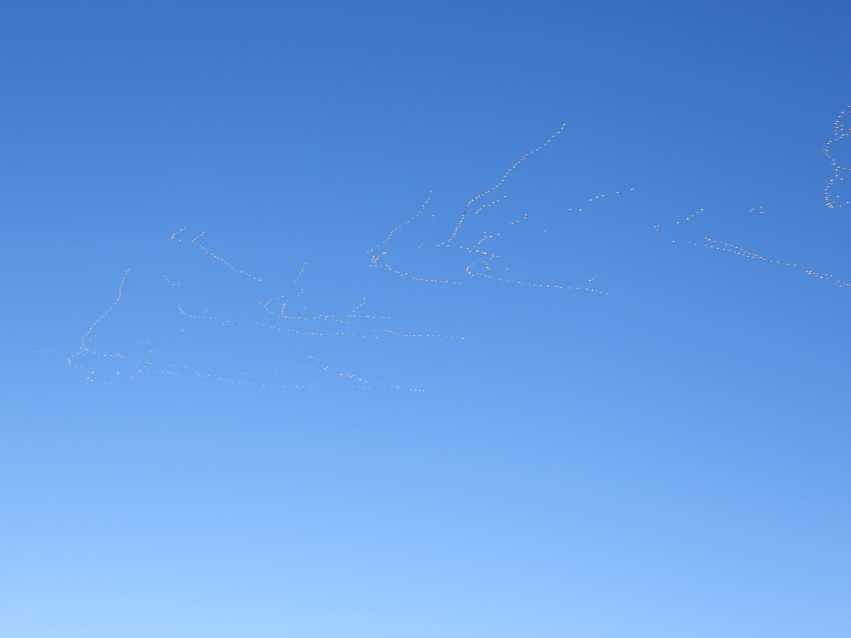 Snow Geese