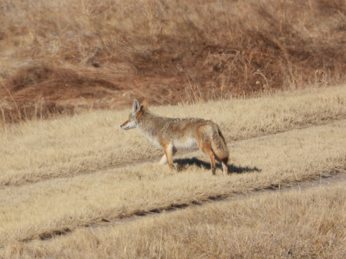 Coyote 