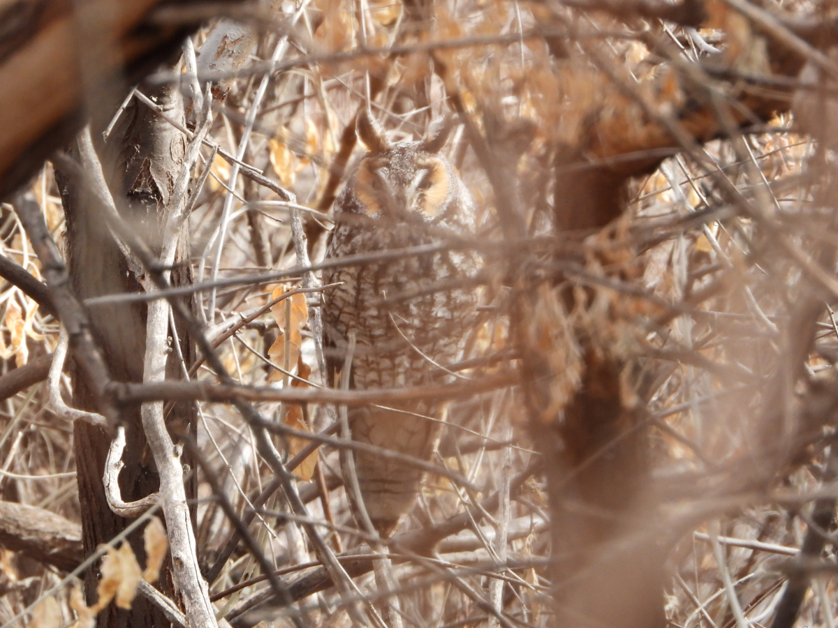 Long-eared Owl