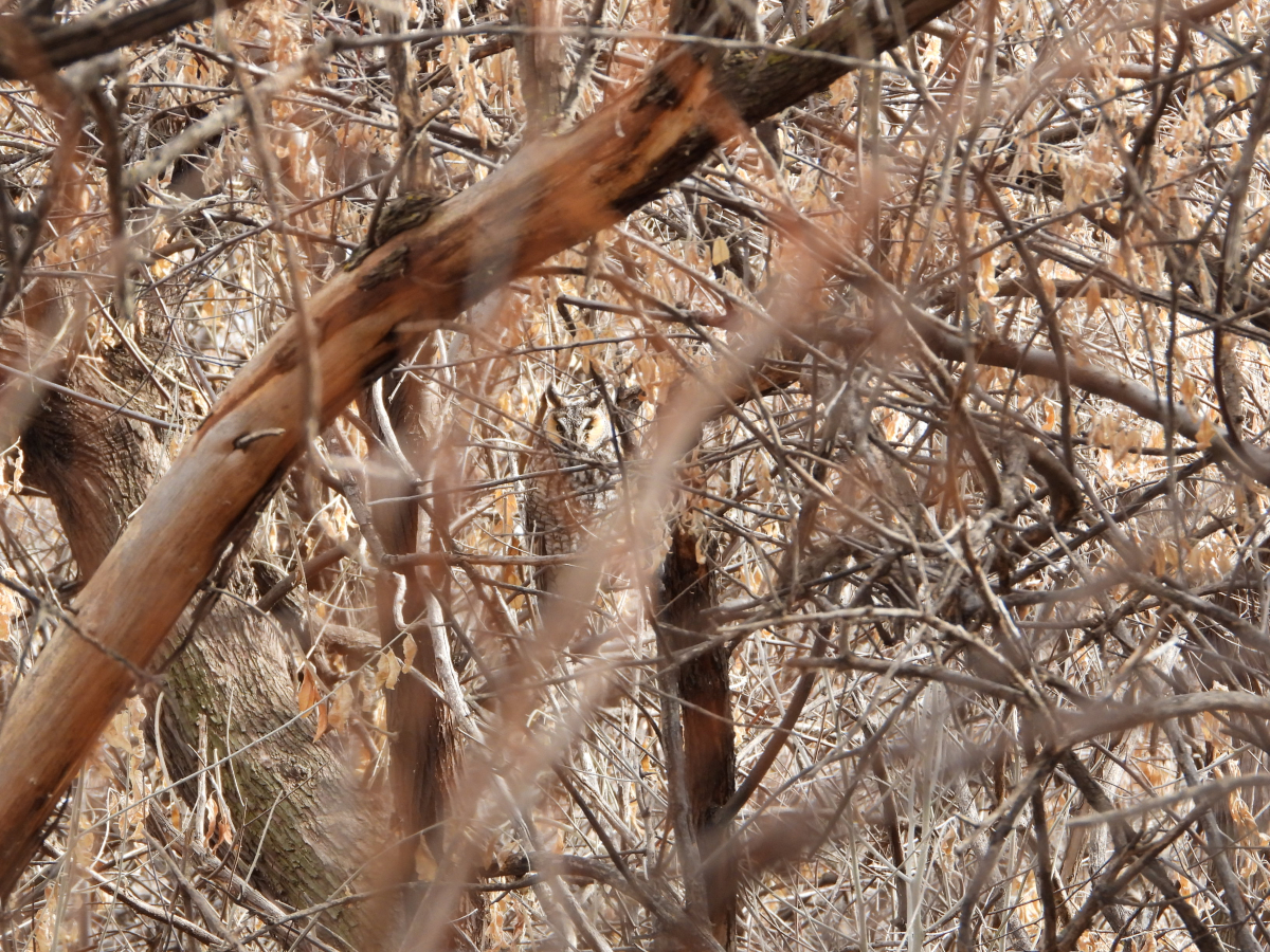 Long-eared Owl