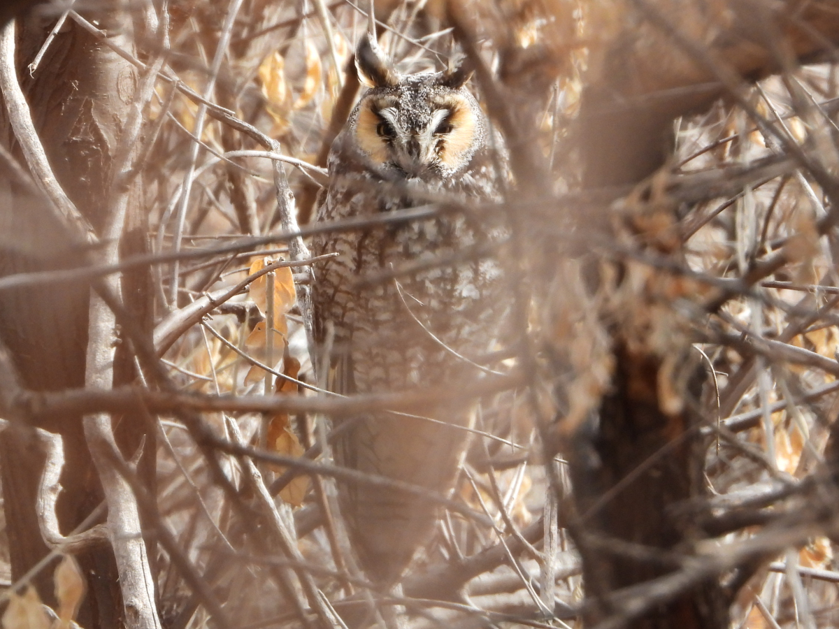 Long-eared Owl