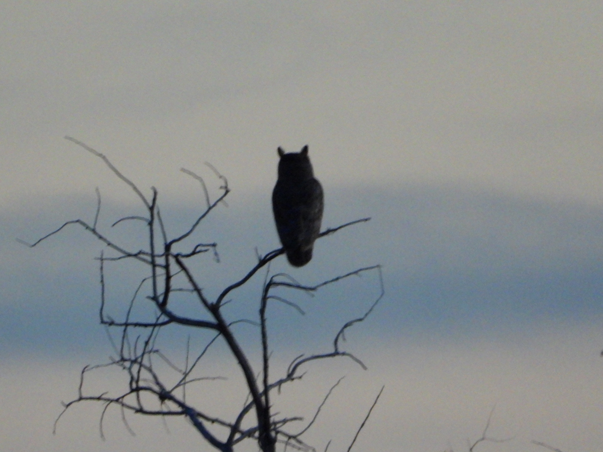 Great Horned Owl