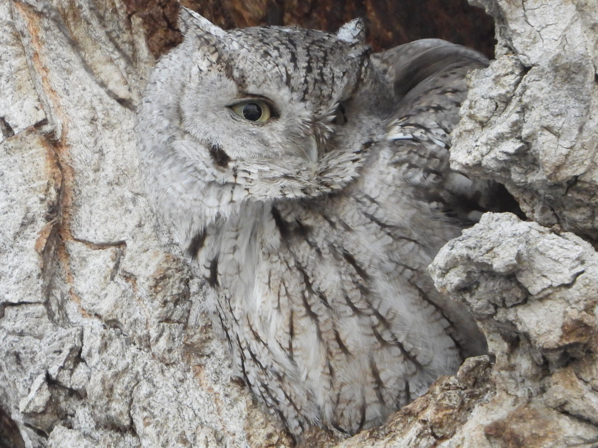 Eastern Screech-Owl