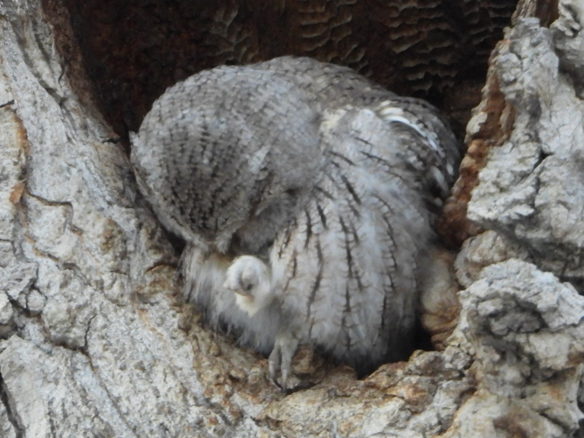 Eastern Screech-Owl