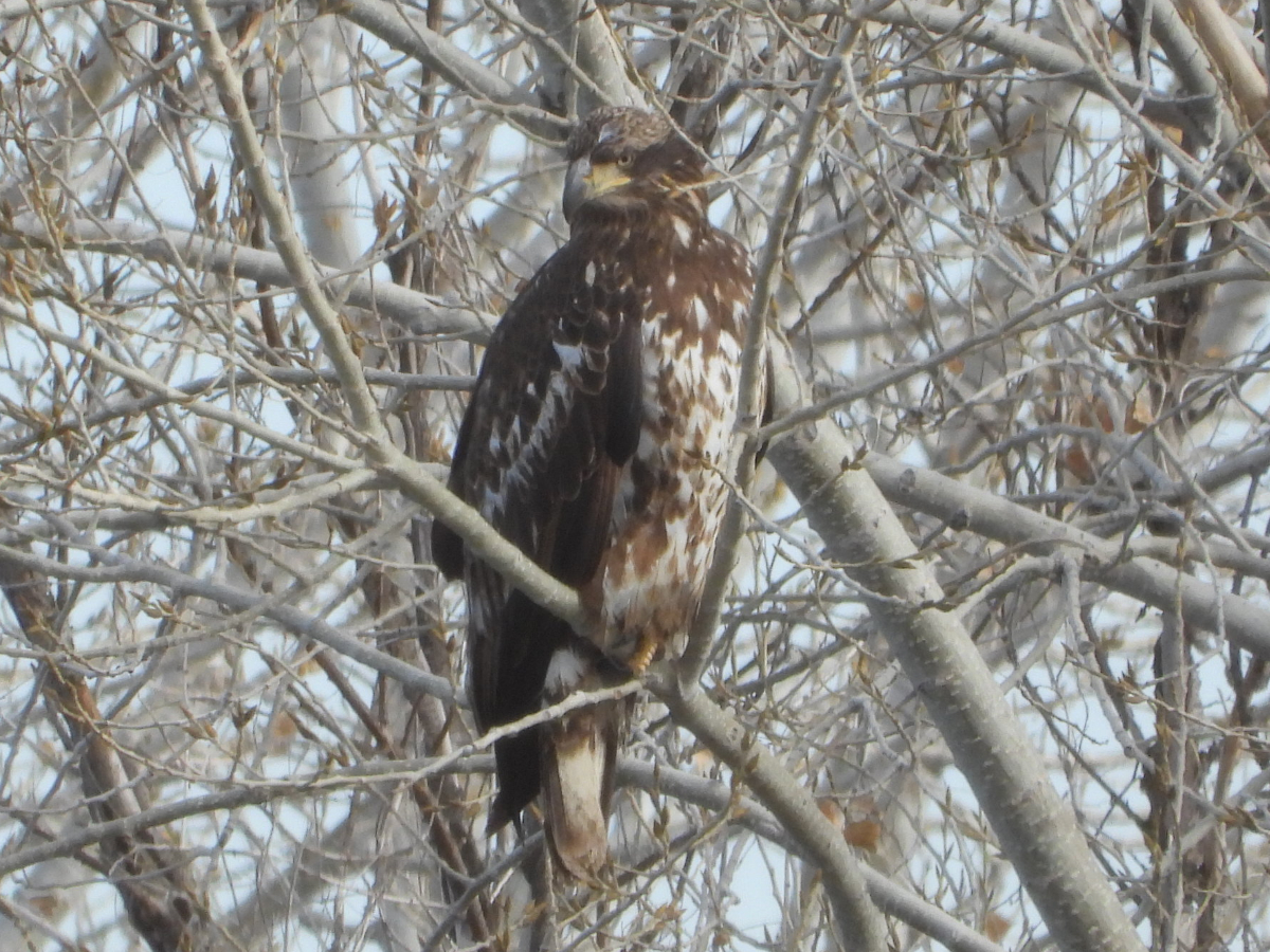 Bald Eagle