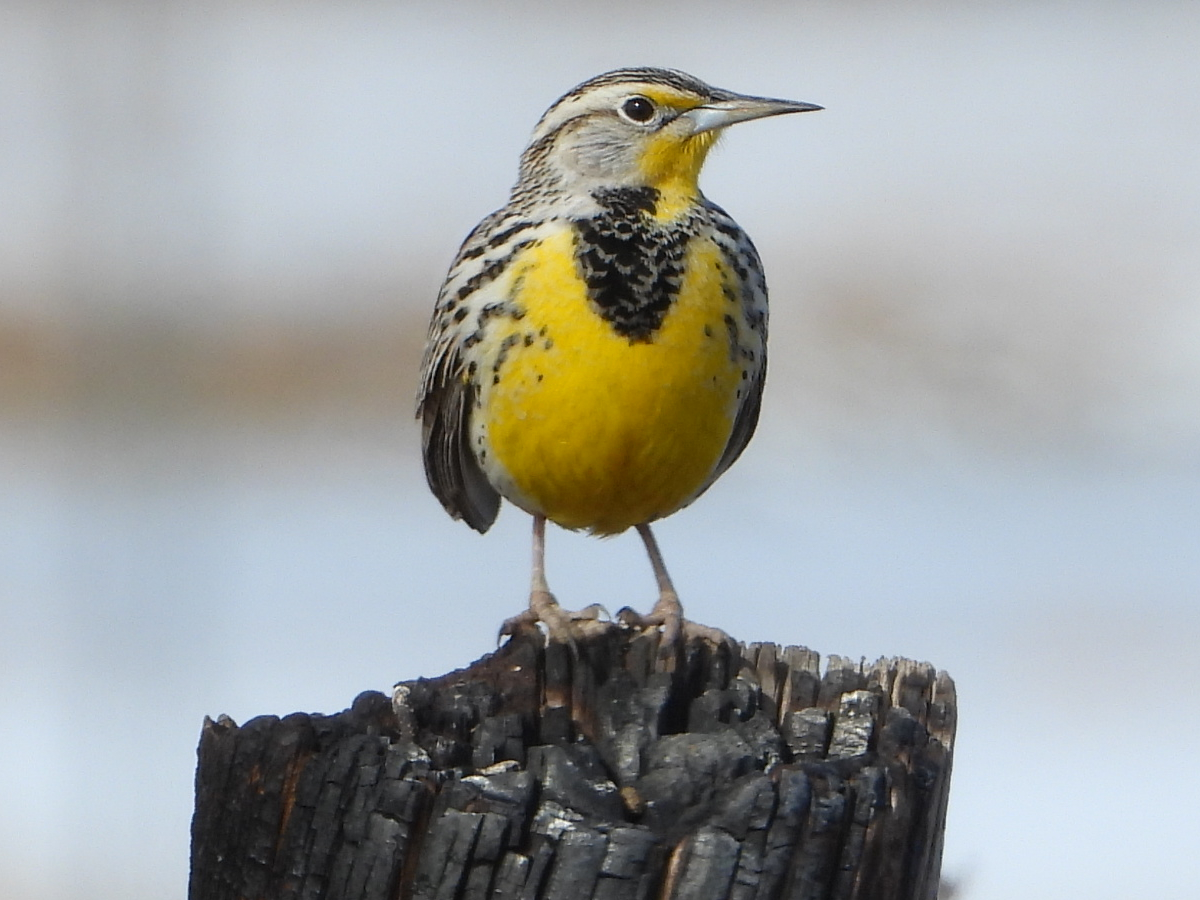 Western Meadowlark