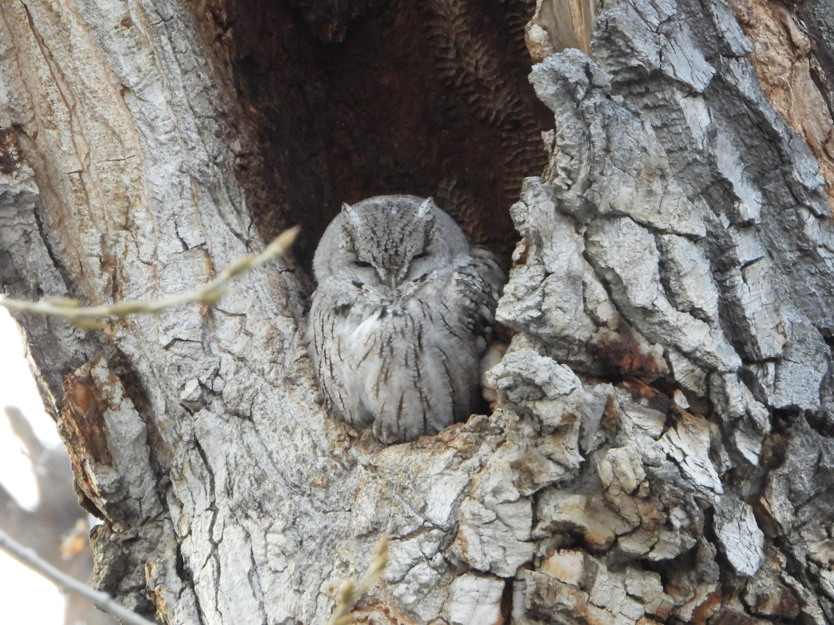 Eastern Screech-owl