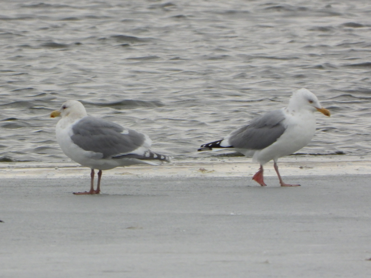 Glaucous-Winged Gull and Herring Gull