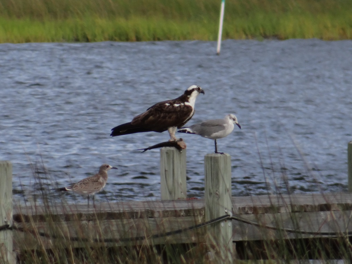 Osprey and Laughing Gull