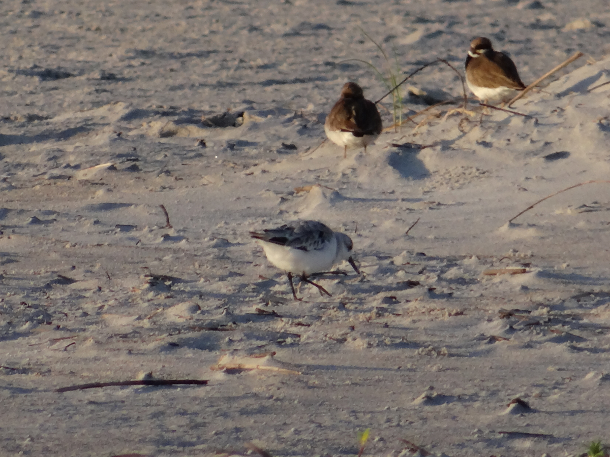Semipalmated Plover and Sanderling
