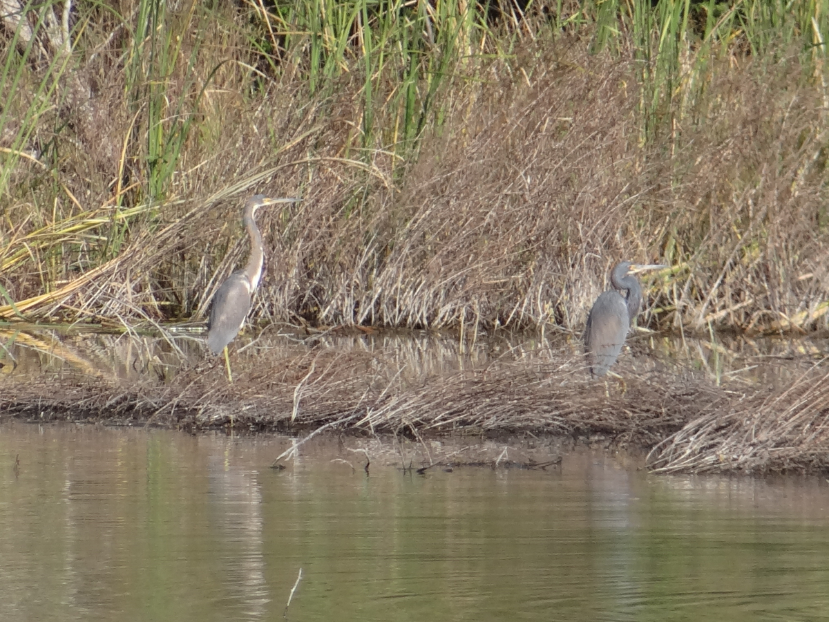 Tricolored Herons