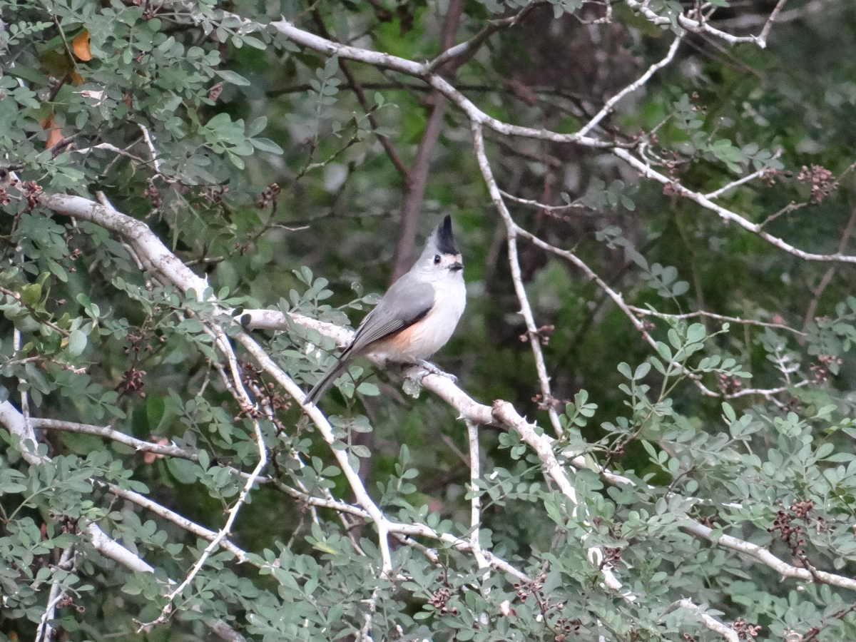 Black-crested Titmouse.