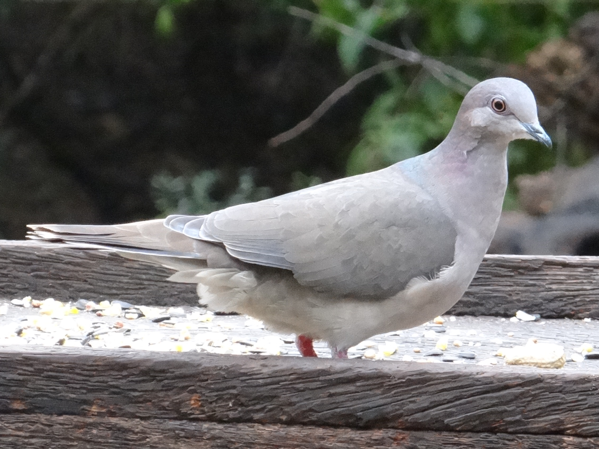 White-tipped Dove.