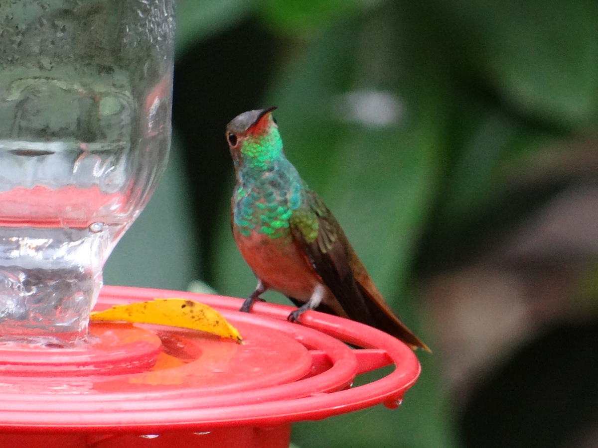 Buff-bellied Hummingbird.