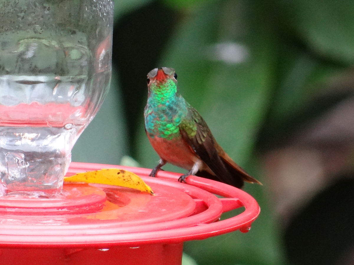 Buff-bellied Hummingbird.