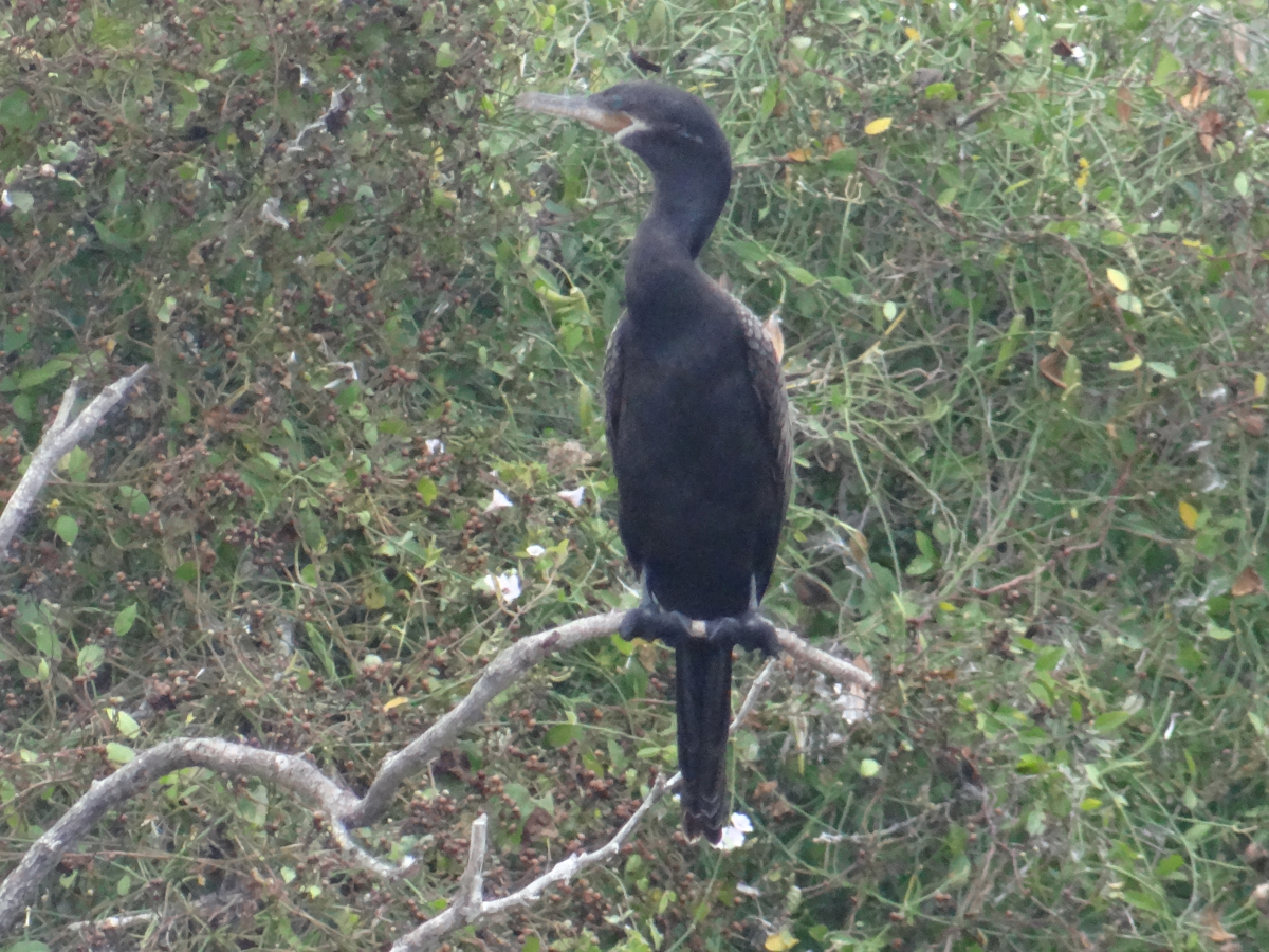 Neotropic Cormorant.