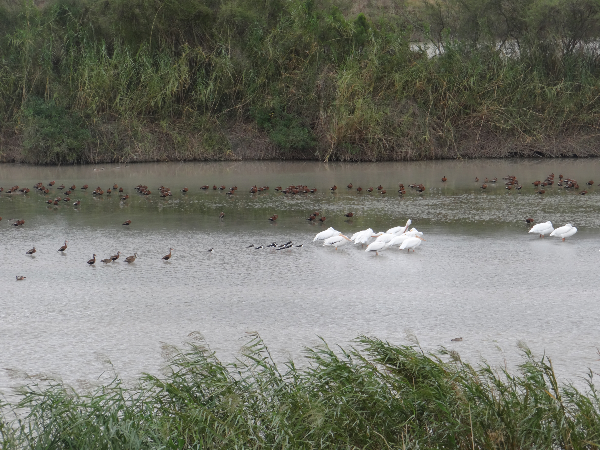 Black-bellied Whistling-Ducks, American White Pelicans and Black-necked Stilts.