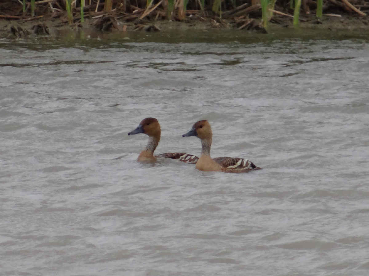 Fulvous Whistling-Duck.