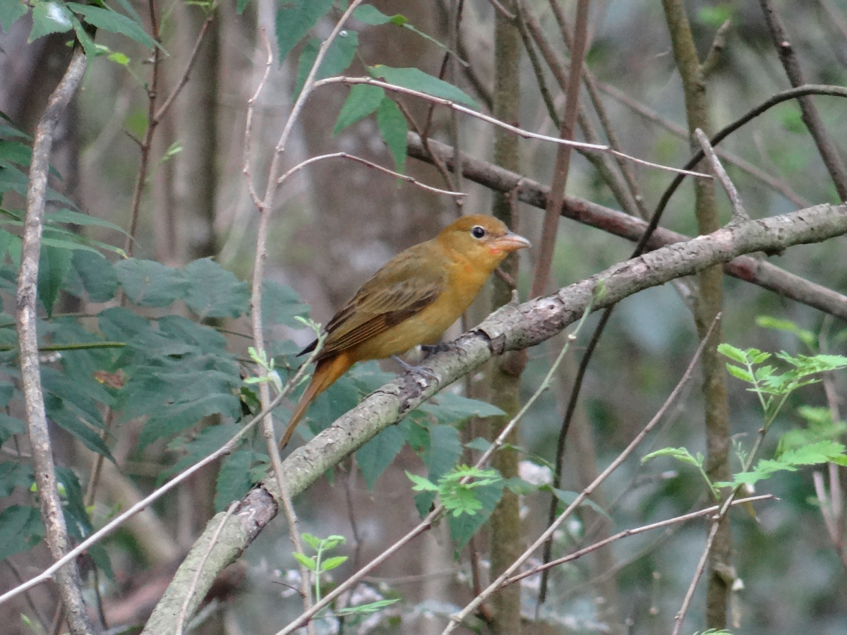 Summer Tanager.
