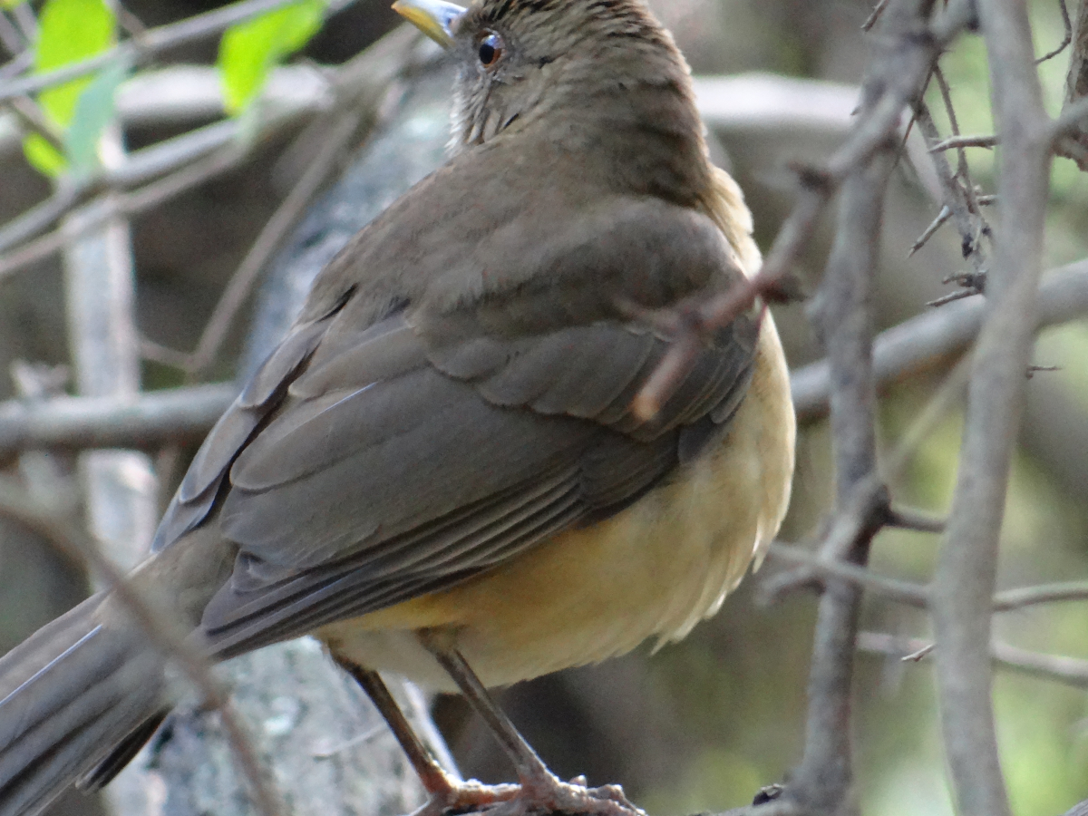Clay-colored Thrush.