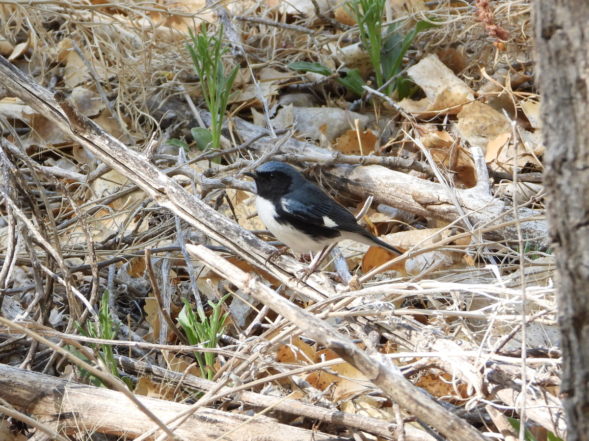  Black-throated Blue Warbler