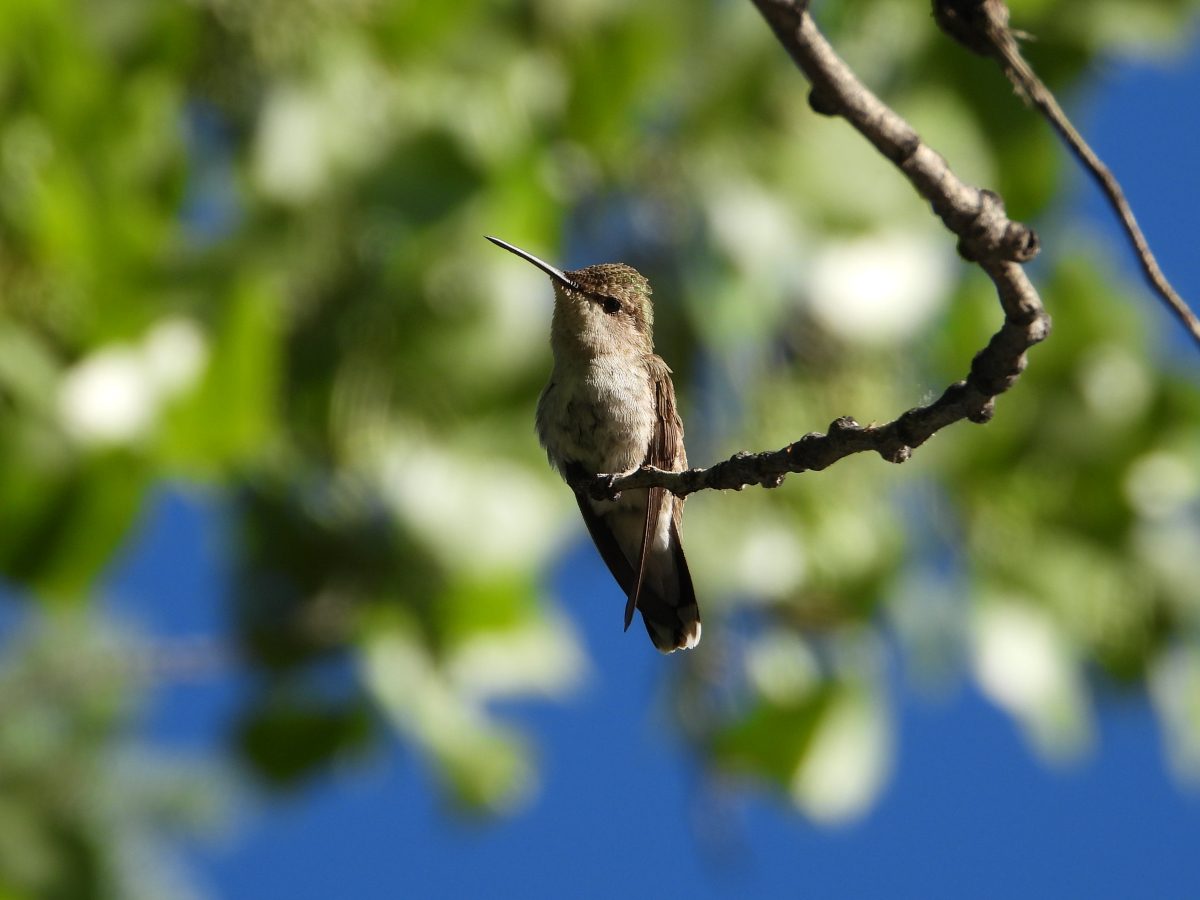 Black-chinned Hummingbird 